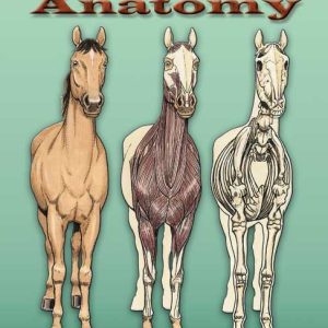 Horse Anatomy - Colouring Book